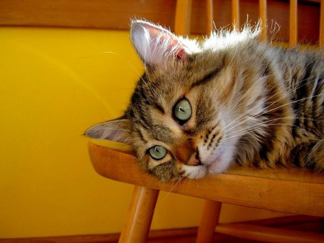 Pada tahun pertama memelihara anak kucing, penting untuk mencurahkan waktu dan perhatian, jika tidak, kesunyian akan membuat hewan itu menjadi liar. Jangan lupa tentang kucing dewasa, peri tua juga membutuhkan cinta dan perawatan. Pada tahun pertama memelihara anak kucing, penting untuk mencurahkan waktu dan perhatian, jika tidak, kesunyian akan membuat hewan itu menjadi liar. Jangan lupa tentang kucing dewasa, peri tua juga membutuhkan cinta dan perawatan.