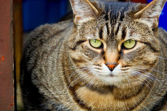 Kucing Pixy-bob adalah hewan pintar dengan intuisi yang sangat maju, patuh, memahami pemiliknya hampir pertama kali. Kucing Pixy-bob adalah hewan pintar dengan intuisi yang sangat maju, patuh, memahami pemiliknya hampir pertama kali.