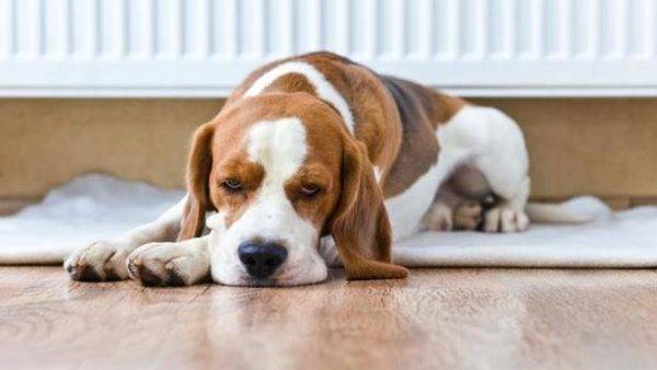 Gagal ginjal pada anjing baca artikel