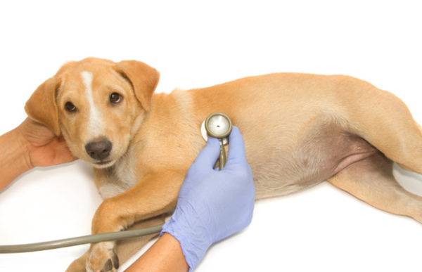 Gagal ginjal pada anjing