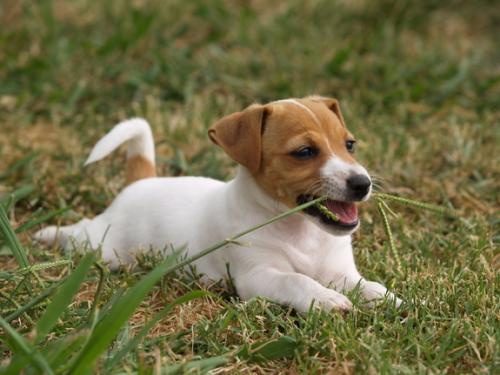 Mengapa anjing itu makan rumput?