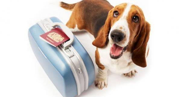 Mempersiapkan anjing untuk perjalanan
