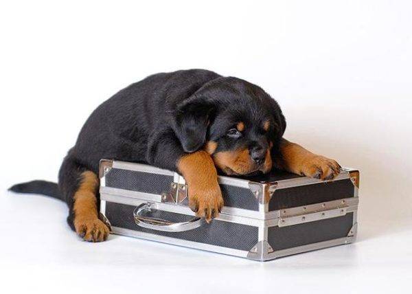 anjing dan koper