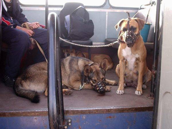 Gerbong anjing di angkutan umum