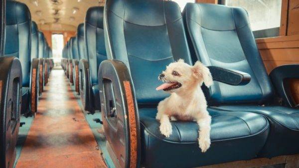 kereta anjing
