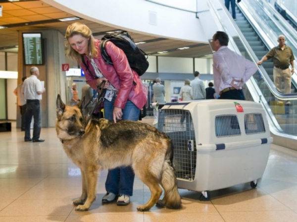 Transportasi udara anjing di luar perbatasan negara