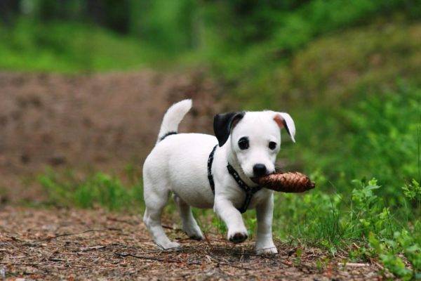 pelatihan anak anjing