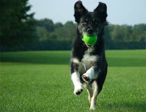 anak anjing dan bola