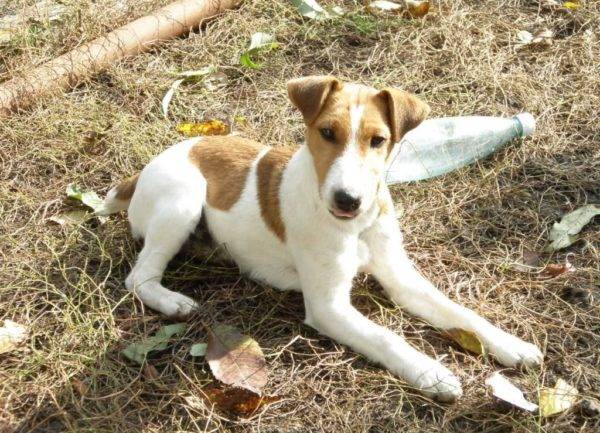 Tim anak anjing untuk berbohong