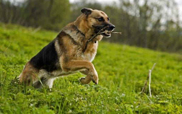 pelatihan anjing dewasa