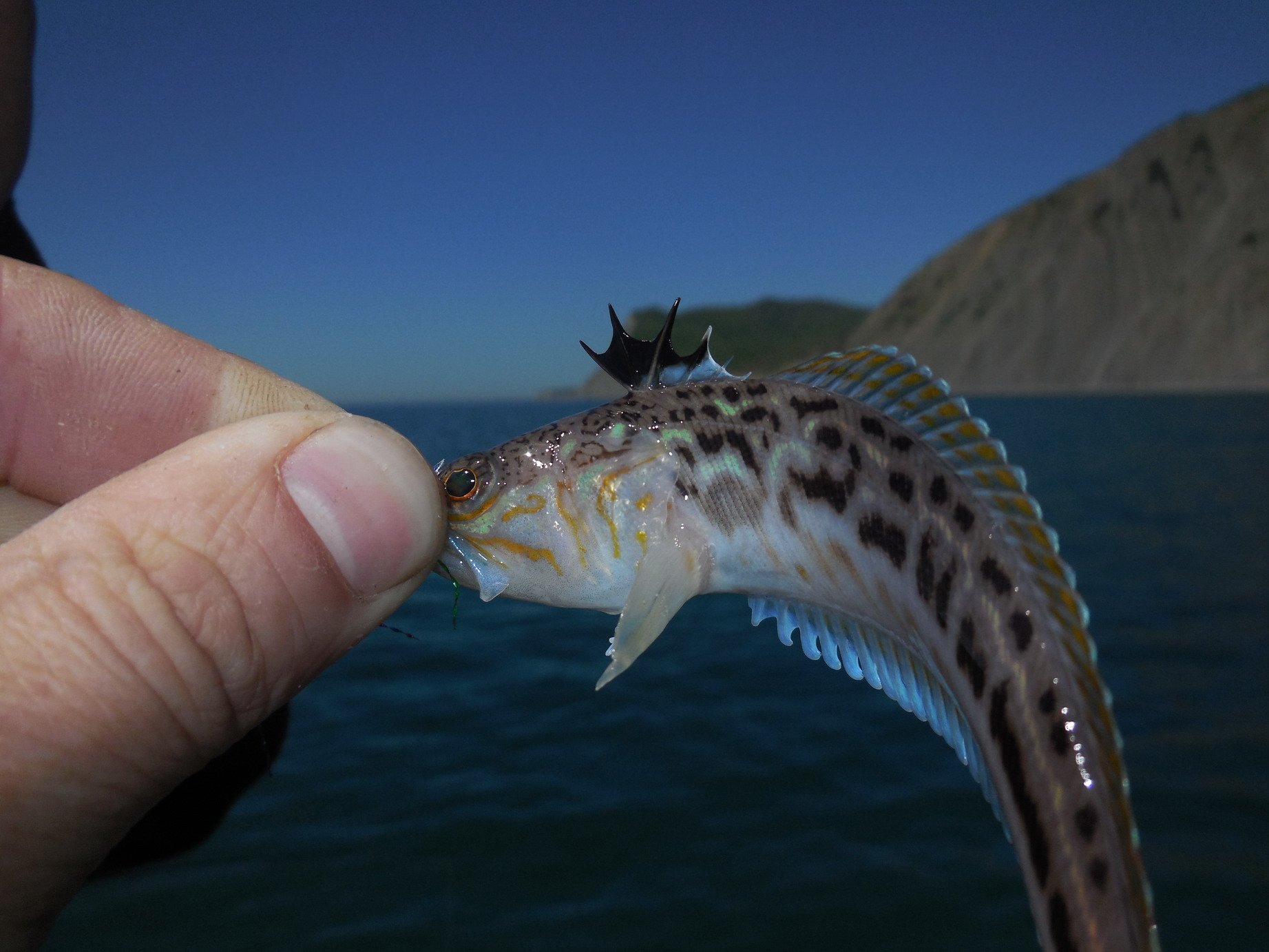 Naga laut di tangan