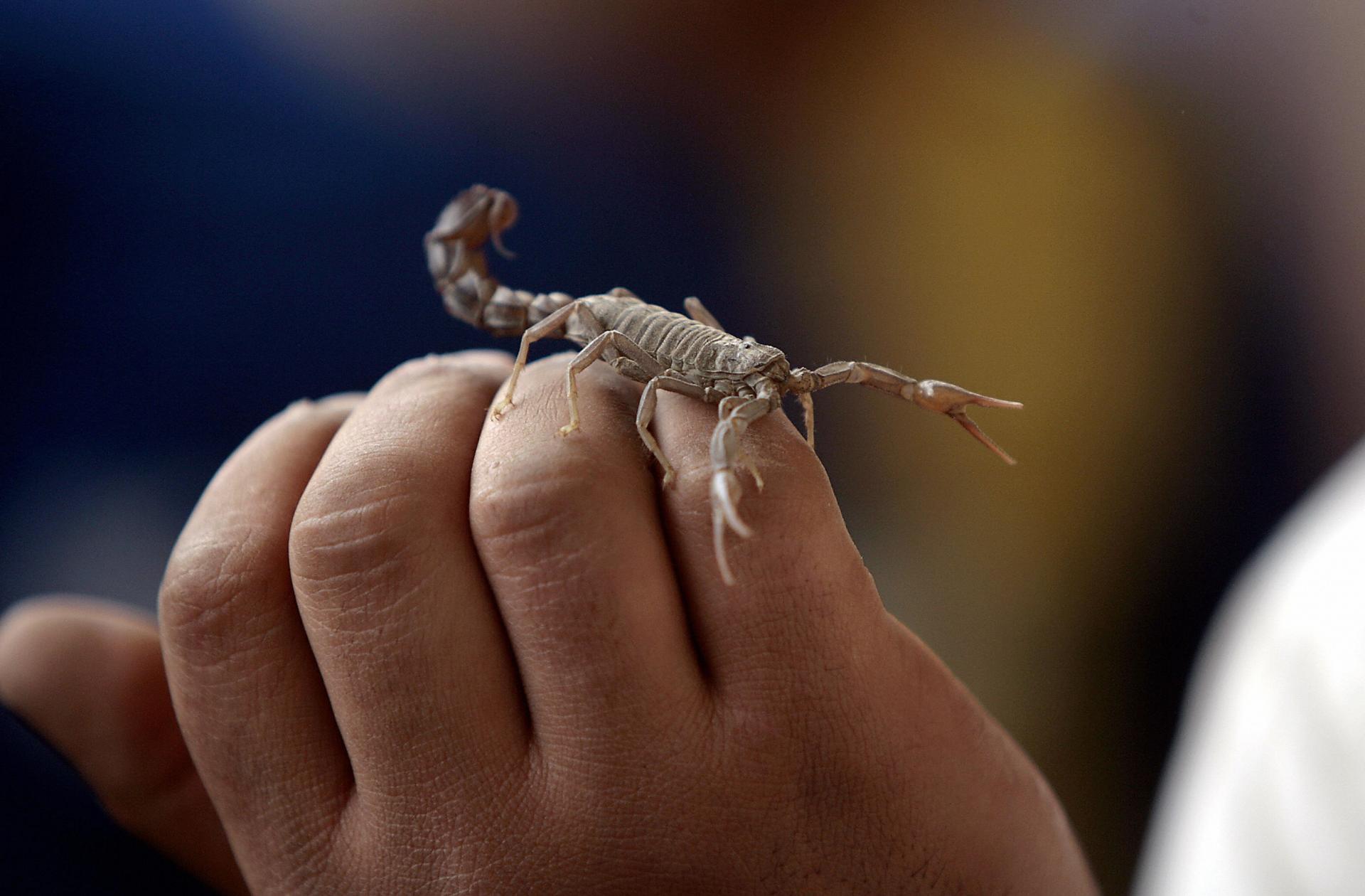 Scorpio di lengan