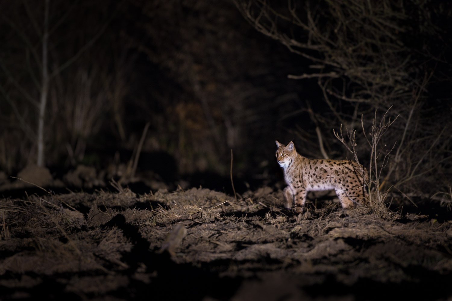 Lynx sedang berburu malam