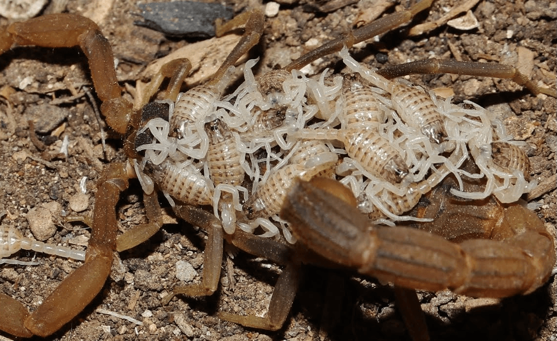 Scorpio dengan keturunannya