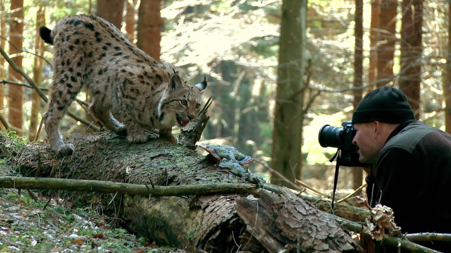 Lynx and man