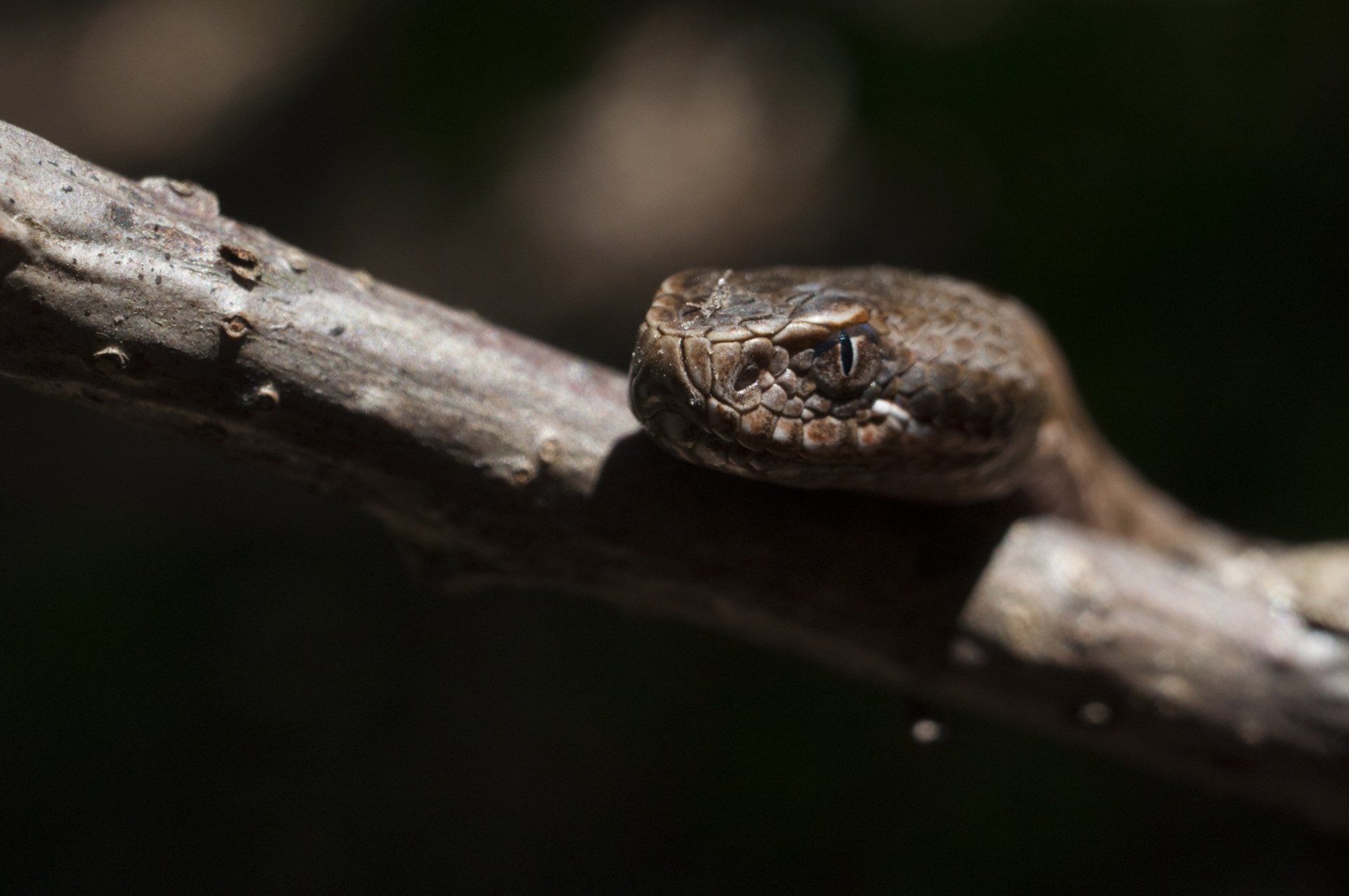 Kepala Viper