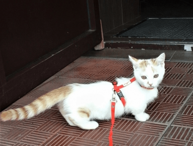 kucing Manchikin berjalan di harness