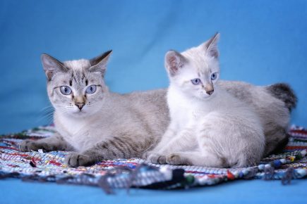Mekong Bobtail - kucing dengan anak kucing