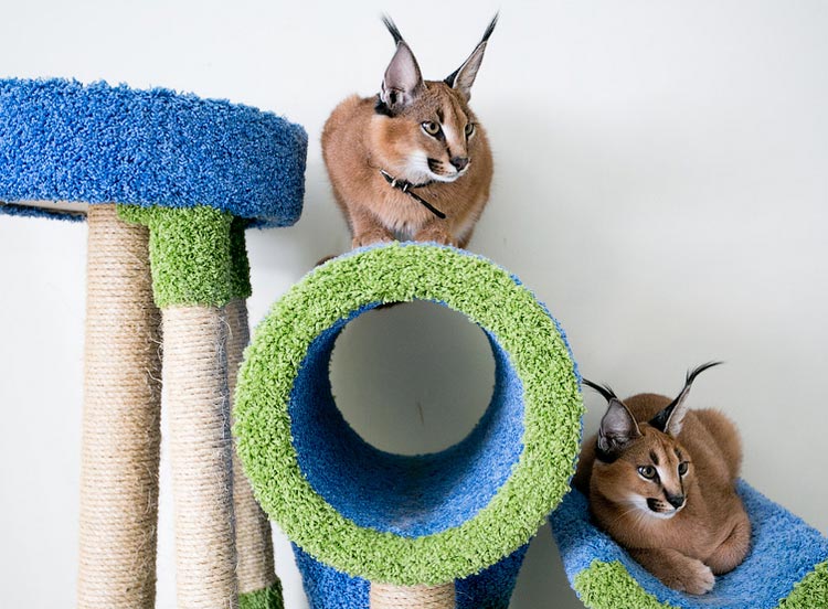 Kucing ras Caracal di rumah