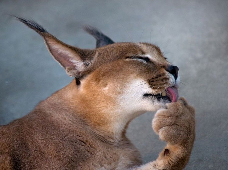 Caracal sedang mencuci dirinya sendiri
