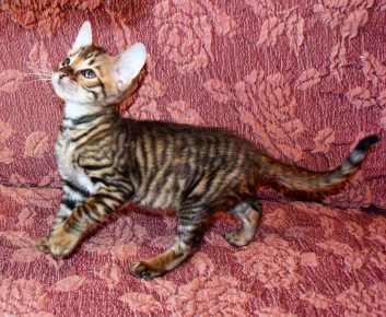 Toyger trah kitten