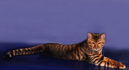 Toyger cat sedang beristirahat