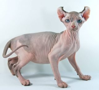 elf jenis kucing