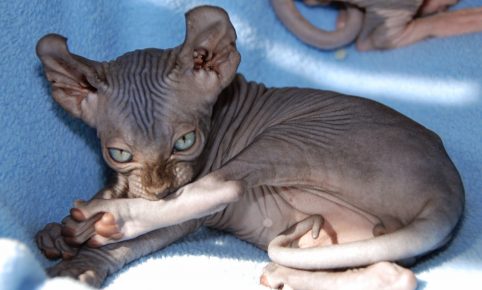 Lihatlah kucing Elf dengan serius