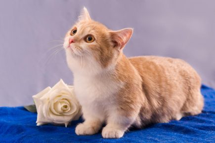 Munchkin - kucing kaki pendek