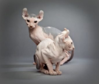Kucing elf