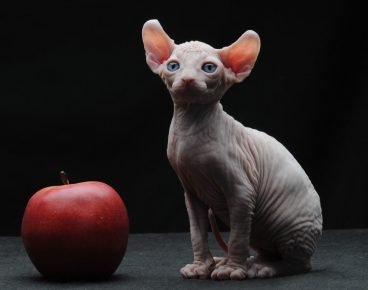 Kucing Elf dan apel