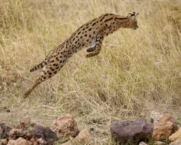Serval dalam melompat untuk mangsa