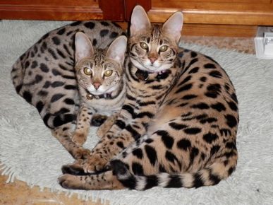 Dua anak kucing dari sabana jenis
