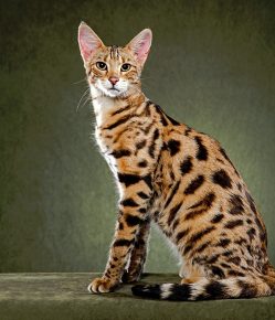 Kucing Savannah