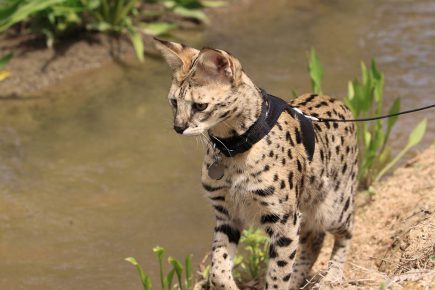 Kucing Savannah berjalan di tali