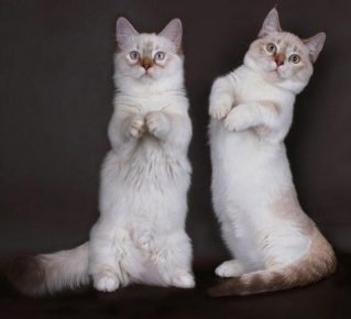 Kucing jenis Manchikin duduk seperti kanguru