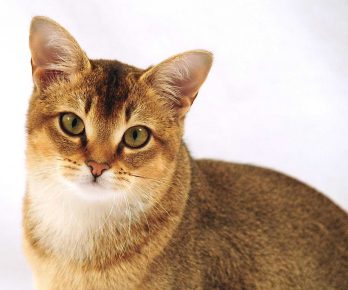 Kucing jenis kucing