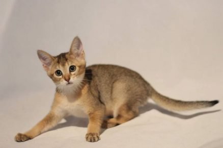 Chausie kitten