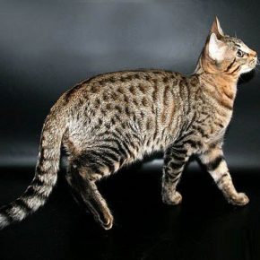Kucing ras Serengeti