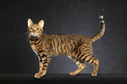 Serengeti - kucing domestik