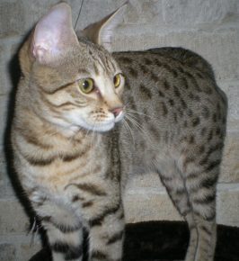 Kucing Serengeti sedang melihat sesuatu dengan hati-hati