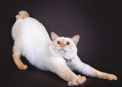 Mekong bobtail stretches