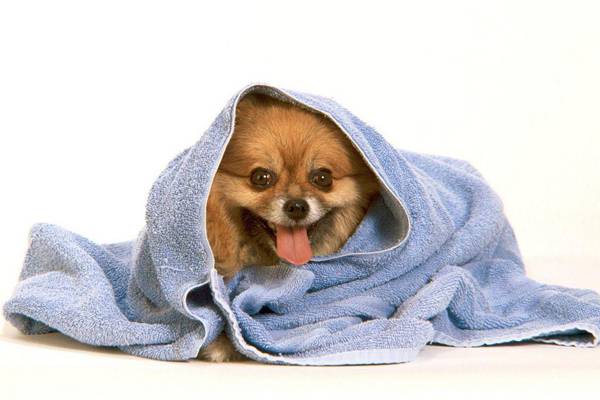 Shampoo untuk anjing