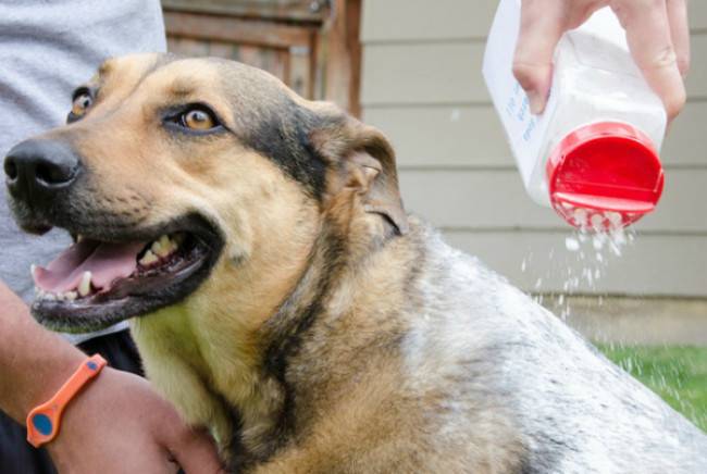 Shampo kering untuk anjing