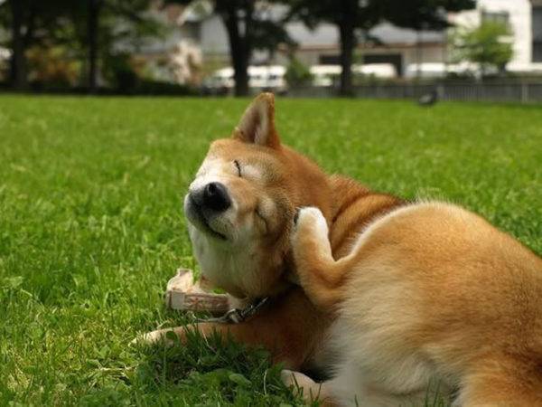 Shampo kutu untuk anjing baca artikel