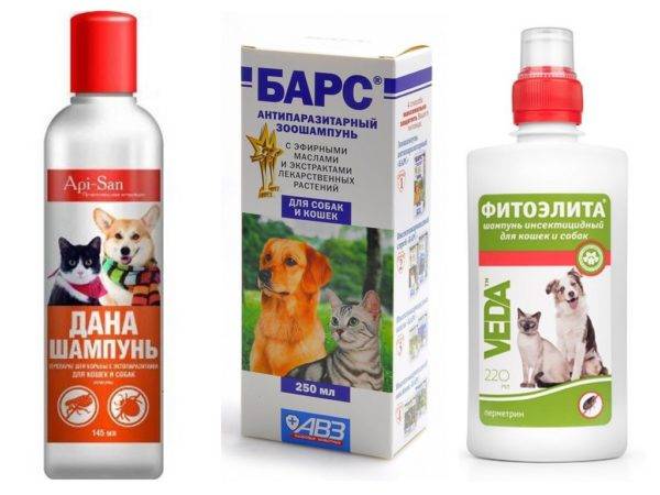 Shampo untuk anjing