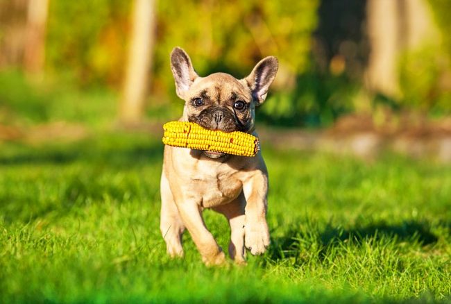 Anak anjing French Bulldog jelas suka bermain dengan jagung