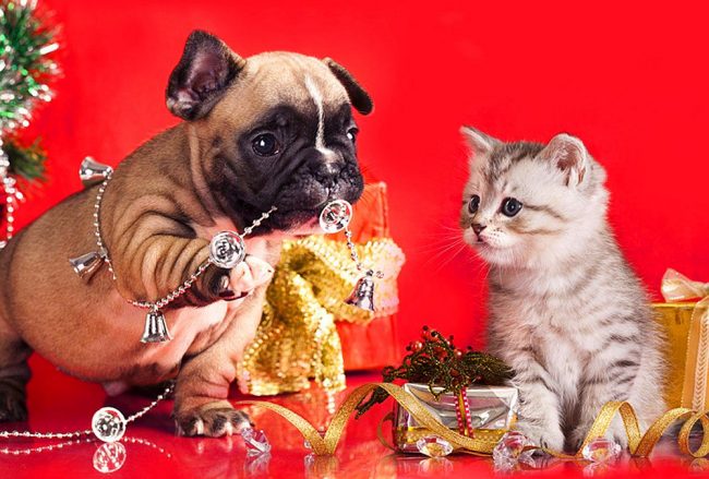 Anak anjing dan anak kucing membantu mendandani pohon Natal