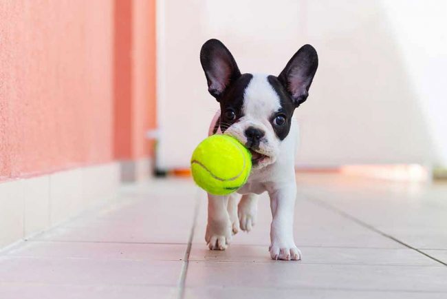 Anak anjing French Bulldog benar-benar suka berlari setelah bola yang ditinggalkan