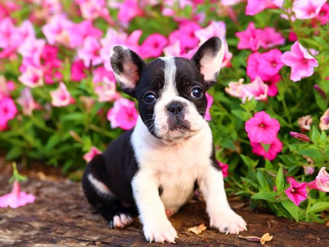 Anak anjing bulldog Prancis - perwujudan keindahan, harmoni dan cinta